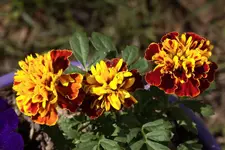 003.webp