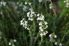 005.webp