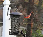 redbird .webp