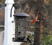 redbird 2.webp