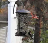 redbird 3.webp