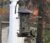 redbird 4.webp