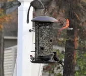 redbird 5.webp