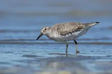 Lesser knot.webp