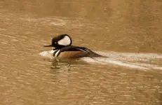 Male Hooded Merganser.webp Male Hooded Merganser.webp