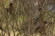 Cedar Waxwings.webp Cedar Waxwings.webp