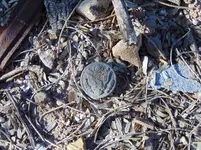 Great Seal Button (WW1-WW2) Esmonds Station Arizona 2017 (2).webp