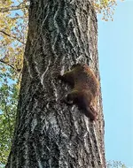 Treed Groundhog1.webp
