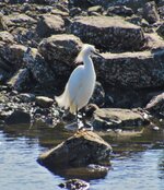 group of herons and egrets 048.JPG