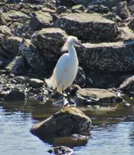 group of herons and egrets 048.webp