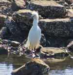 group of herons and egrets 051.webp