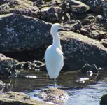 group of herons and egrets 050.webp