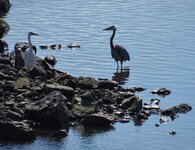 group of herons and egrets 016.JPG