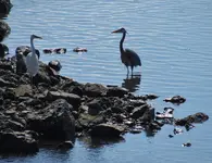 group of herons and egrets 016.webp