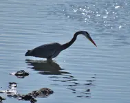 group of herons and egrets 020.webp