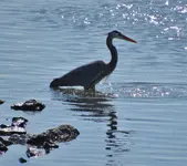 group of herons and egrets 021.webp