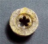 crinoid_stem_-_star_small1.webp