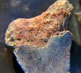 Shark tooth back1.webp Shark tooth back1.webp