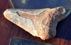 Shark tooth 2.webp