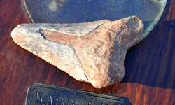 Shark tooth 1.webp