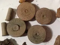 Shells.webp