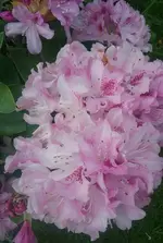 IMG_20170423_175700_748.webp