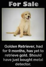 goldie.webp