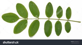 Acacia leaf.jpg
