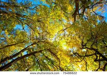 Acacia Tree Autumn.jpg