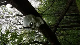 skull.webp