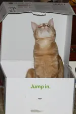 906900_475335852534767_1917494600_o.webp