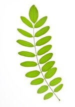 acacia leaf.jpg