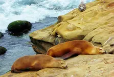sd trip la jolla cove 5.webp