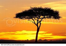acacia tree.jpg
