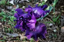 006.webp