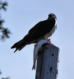 Osprey1.webp Osprey1.webp