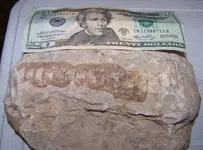 fossil.webp