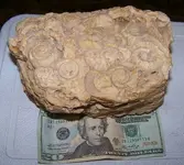 shells.webp