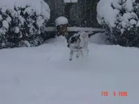 Molly in snow.webp
