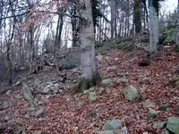 100_0497.webp