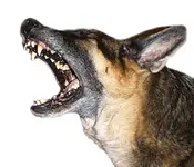 bnuster snarl.webp