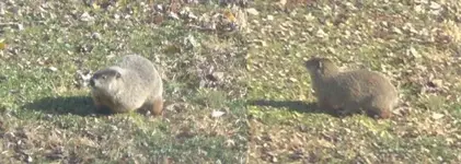 Badger.webp
