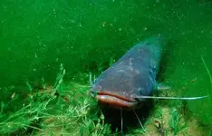 bottomFeeder.webp