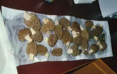 2003 morels.webp