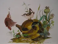 Wrens.webp
