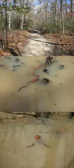 WoodFrogCalling.webp