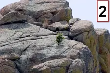 weedhook-plain 2.webp
