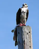 Osprey2.webp Osprey2.webp