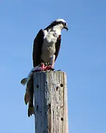 Osprey.webp Osprey.webp