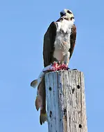 Osprey2.webp Osprey2.webp